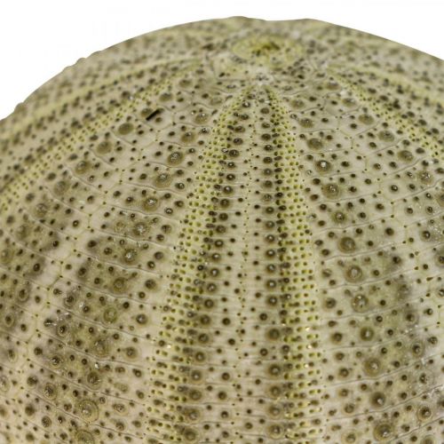 Product Maritime Decoration Sea Urchin Decoration Green Summer Decoration Ø5-6cm 17 pcs