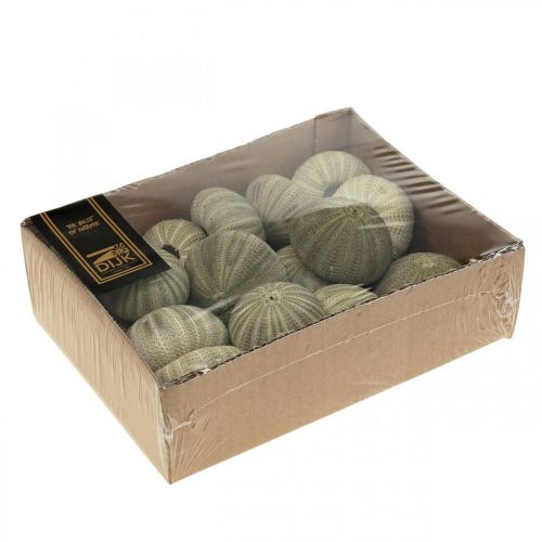 Product Maritime Decoration Sea Urchin Decoration Green Summer Decoration Ø5-6cm 17 pcs