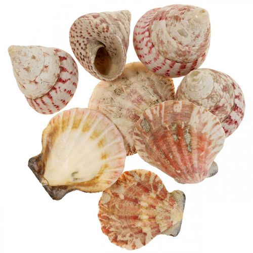 Floristik24 Maritime decoration real shells snail shells decoration 700g