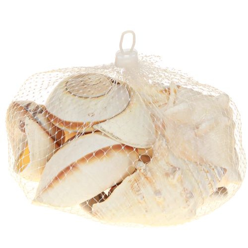 Product Sea snail shell, maritime natural, 400g