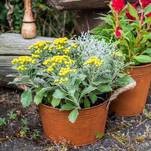Floristik24 Metal pot with rope handles, plant bowl, autumn, patina Ø22cm H12cm