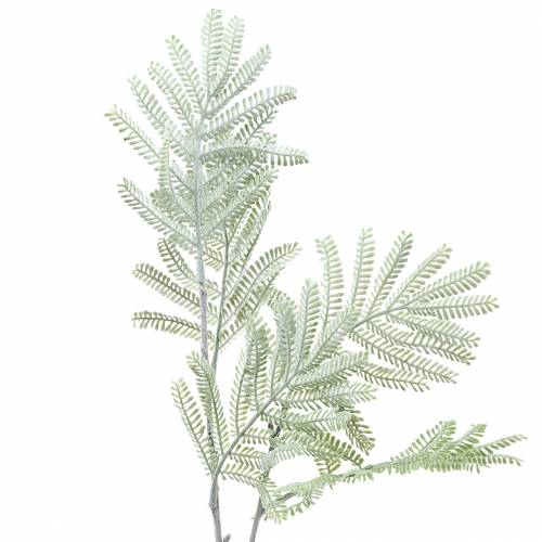 Floristik24 Decorative branch mimosa green frost effect 63cm