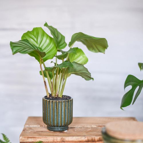 Product Mini flower pot, ceramic planter, corrugated planter green, brown Ø8cm H8.5cm