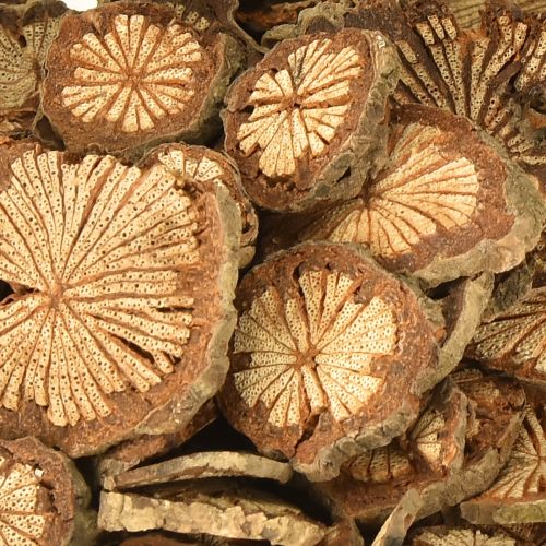 Product Mini wooden discs betel nut decoration with grain 1-4.5cm 300g