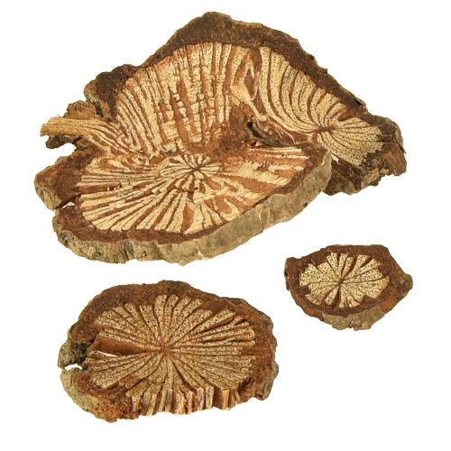 Product Mini wooden discs betel nut decoration with grain 1-4.5cm 300g