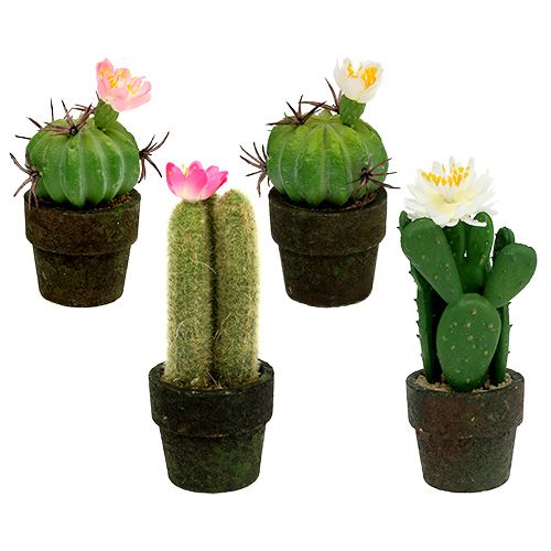 Floristik24 Mini cactus with flowers H9-12cm 4pcs