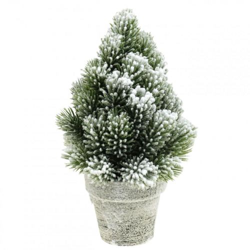 Floristik24 Mini Christmas tree in a pot artificially snowed Ø14cm H24cm