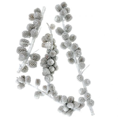 Floristik24 Kasuarina cones on the branch white-gray waxed 250g