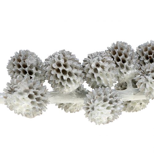 Floristik24 Kasuarina cones on the branch white-gray waxed 250g