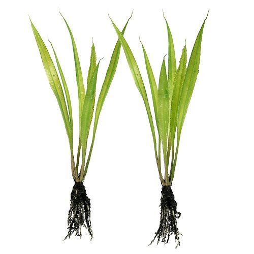 Minigras with roots 18cm green 6pcs