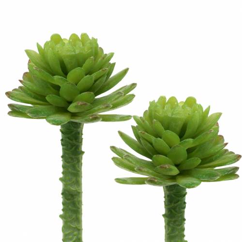 Floristik24 Mini - succulent 6.5cm 6pcs