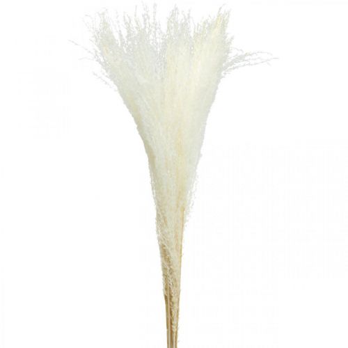 Floristik24 Feather grass deco bleached dry grass Miscanthus 75cm 10pcs