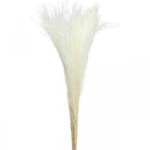 Floristik24 Feather grass decoration bleached dried grasses Miscanthus 75cm 10 pcs