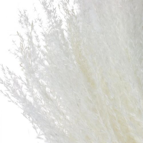 Floristik24 Feather grass decoration bleached dried grasses Miscanthus 75cm 10 pcs