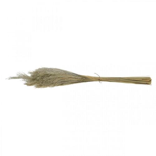 Product Dry grass Miscanthus 55-75cm feather grass natural 100 pcs
