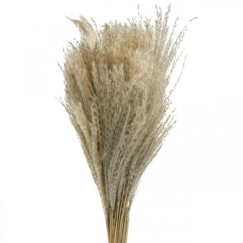 Product Dry Grass Miscanthus 55-75cm Feather Grass Natural 100p