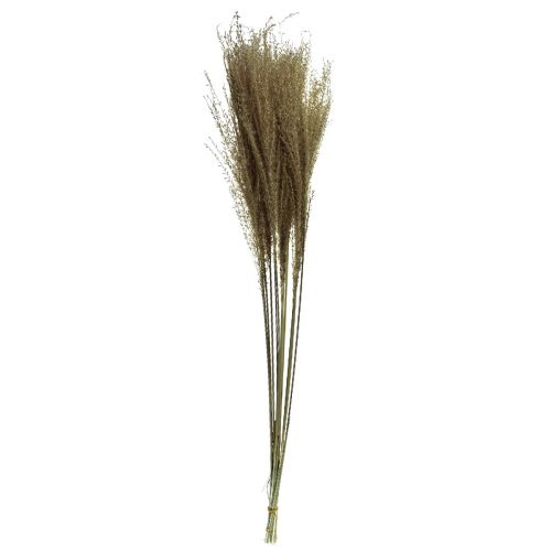 Product Miscanthus Chinese reed dried grasses dry decoration 75cm 10 pcs