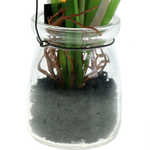 Floristik24 Orange poppy seeds in a glass H22cm