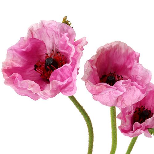 Product Poppies pink 59cm - 75cm 3 pcs