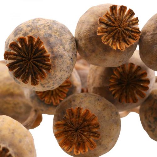 Product Poppy Capsule Deco Poppy Papaver Orange Dried Flowers 70g