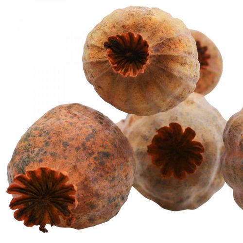 Floristik24 Poppy capsule large Papaver dried decorative poppy orange 5 pcs