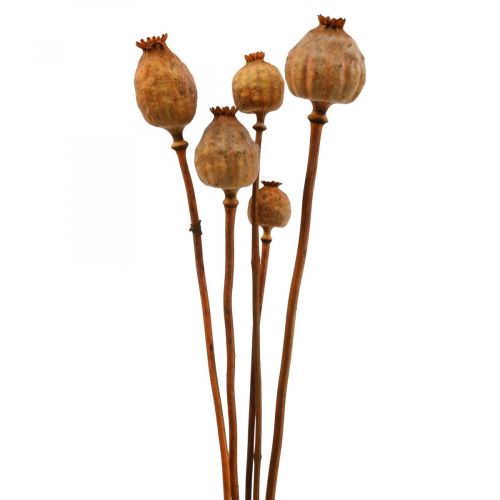 Floristik24 Poppy capsule large Papaver dried decorative poppy orange 5 pcs