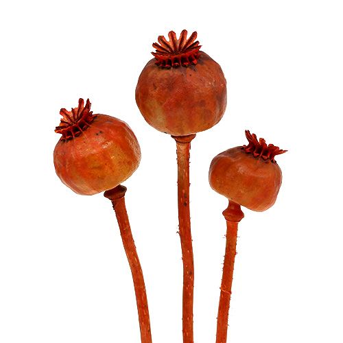 Poppy heads colored orange 100 pcs