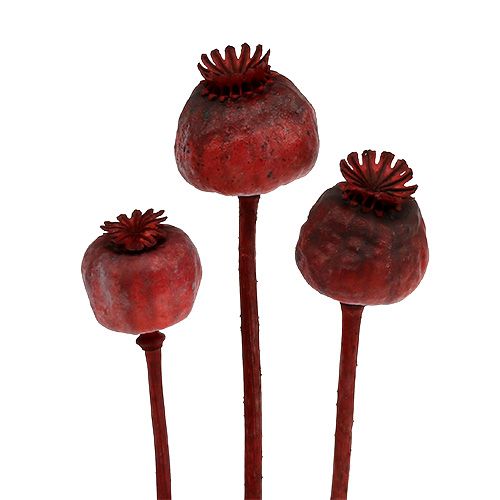 Poppy heads colored red 100pcs