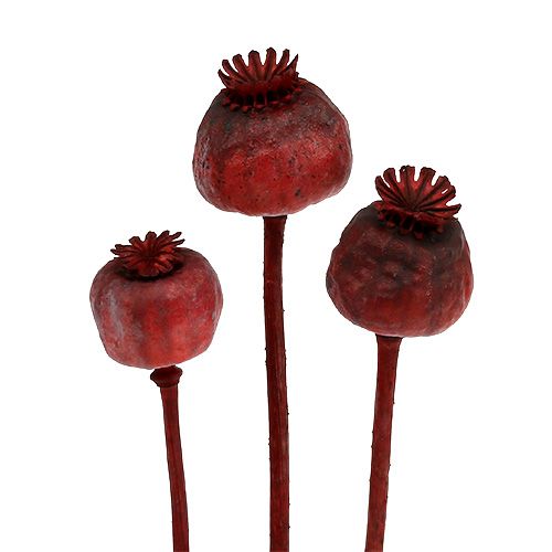 Poppy heads dyed red 100 pcs