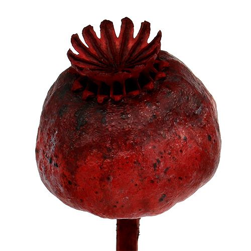 Product Poppy heads colored red 100pcs