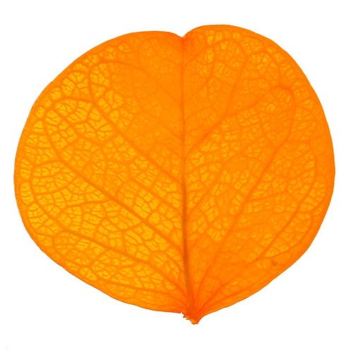 Floristik24 Moneta leaves golden yellow 50g