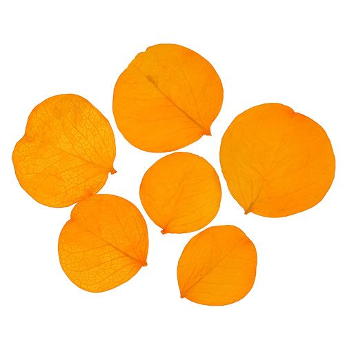 Floristik24 Moneta leaves golden yellow 50g