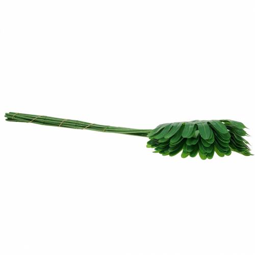Floristik24 Monster leaf green 58cm 12pcs