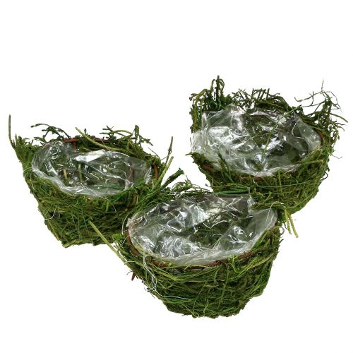 Floristik24 Moss-Bowl Green Ø11cm H6,5cm - 7,5cm 5pcs