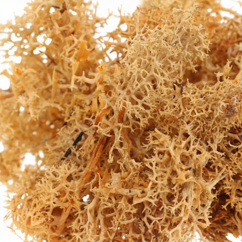 Product Decorative moss for handicrafts Orange colored natural moss preserved 40g