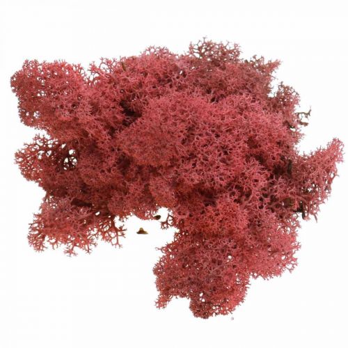 Product Decorative moss for handicrafts Red colored natural moss in a 40g bag