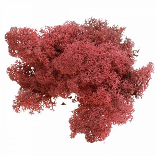 Floristik24 Decorative moss for handicrafts Red colored natural moss in a 40g bag