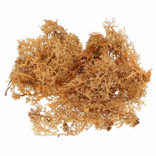 Product Decorative moss for handicrafts Orange colored natural moss preserved 40g
