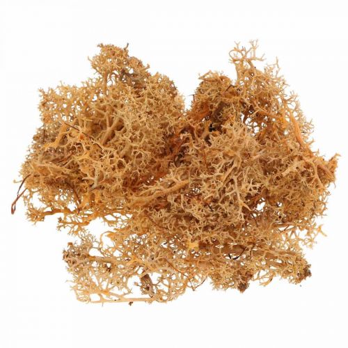 Product Decorative moss for handicrafts Orange colored natural moss preserved 40g