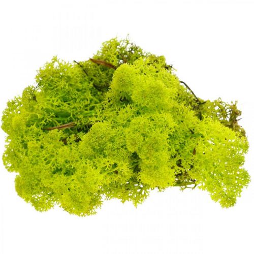 Floristik24 Deco moss light green reindeer moss preserved 400g