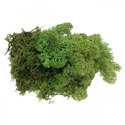 Floristik24 Moss Iceland moss green 400g