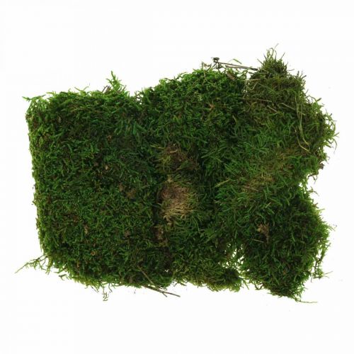 Floristik24 Decorative moss for handicrafts green, dark green 100g