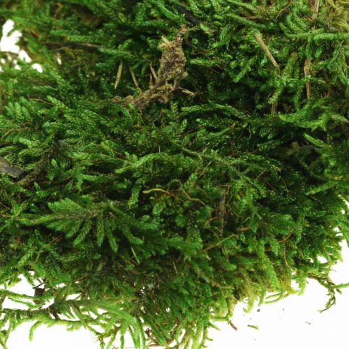 Floristik24 Decorative moss for handicrafts green, dark green 100g