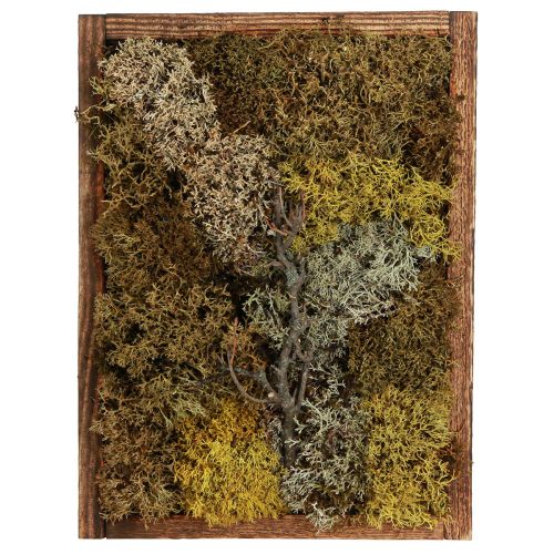 Moss Picture Real Moss Picture with Frame Preserved 40×30cm