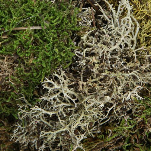 Product Moss wreath decorative wreath hedgehog moss and rag moss natural Ø42cm