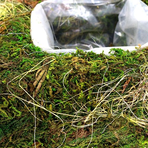 Product Moss cushion for planting 20cm x 20cm 3pcs