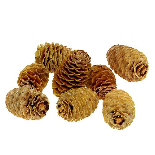 Floristik24 Sabulosum cones cream 500g