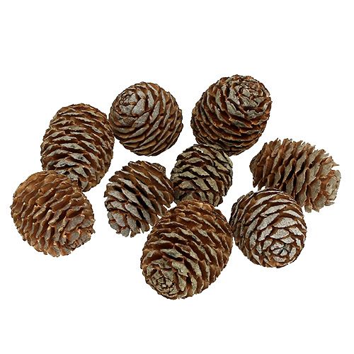 Floristik24 Murii Cones Natural 500g