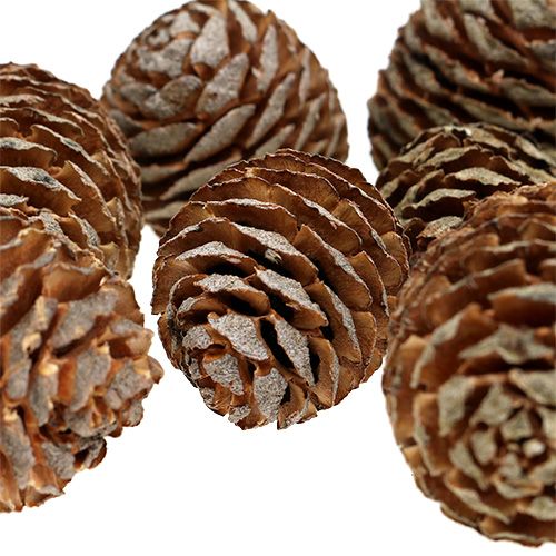 Floristik24 Murii Cones Natural 500g