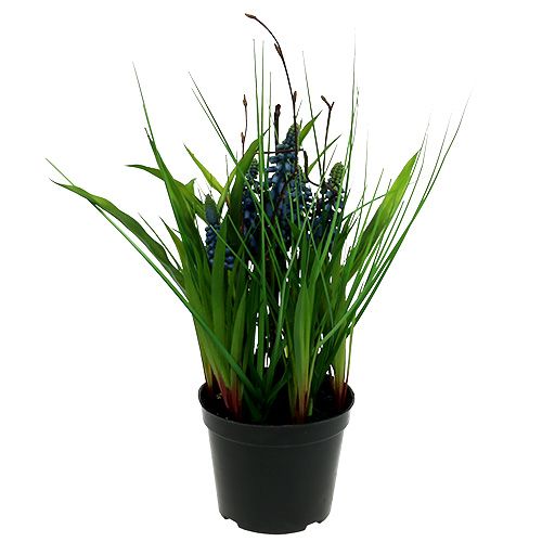 Floristik24 Muscari in pot blue H 30cm